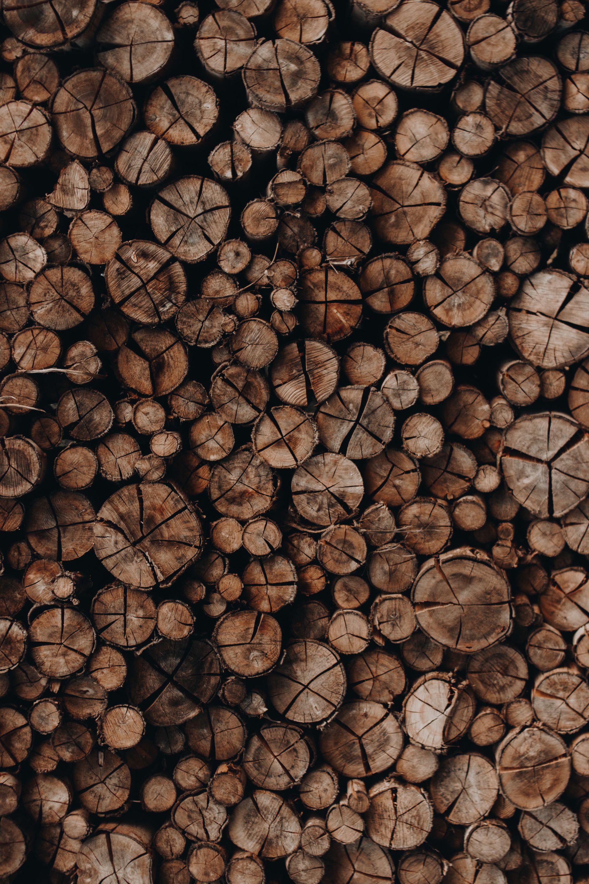 The sawn ends of logs stacked in a timber yard, showing their rings.