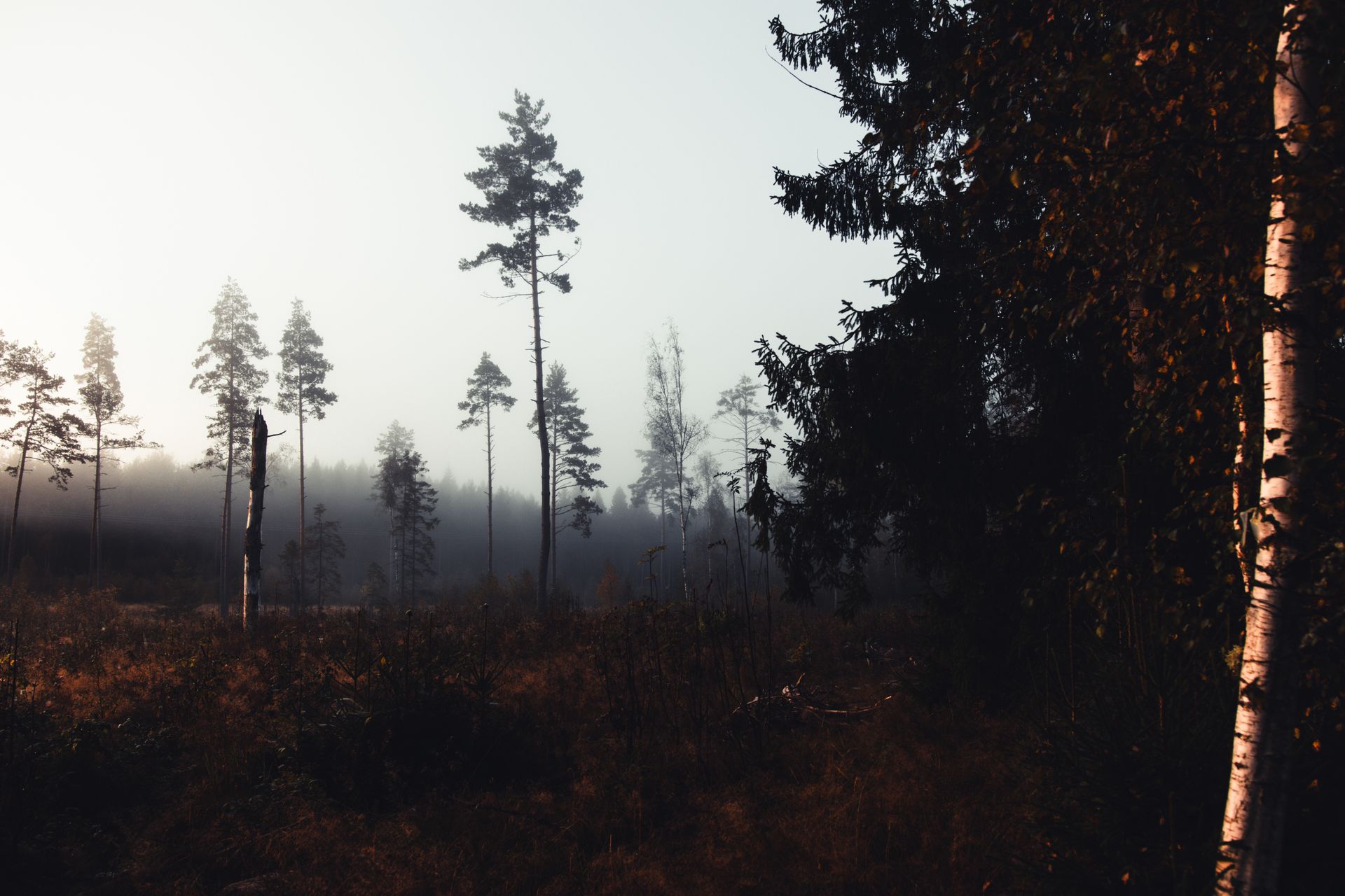 Tall trees standing in mist at the edge of a Nordic forest.